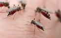 Aιτωλ/νία: Σμήνη κουνουπιών «επιτίθενται» σε ανθρώπους και ζώα