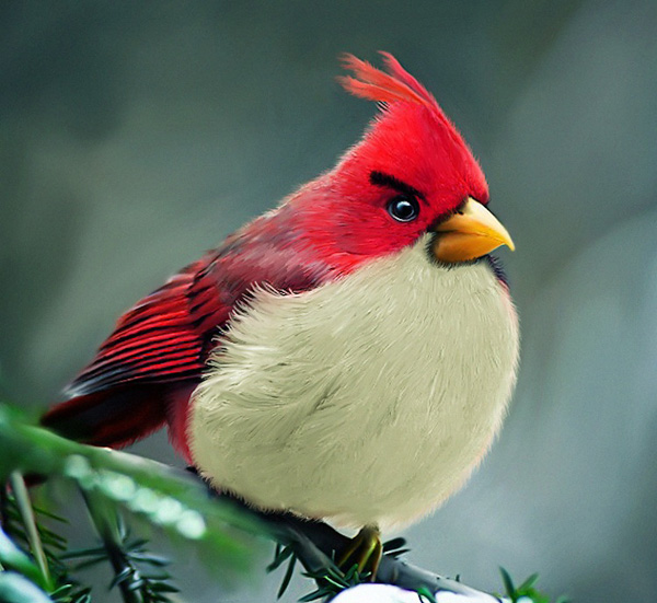 ΔΕΙΤΕ: Angry Birds στην κυριολεξία! - Φωτογραφία 11