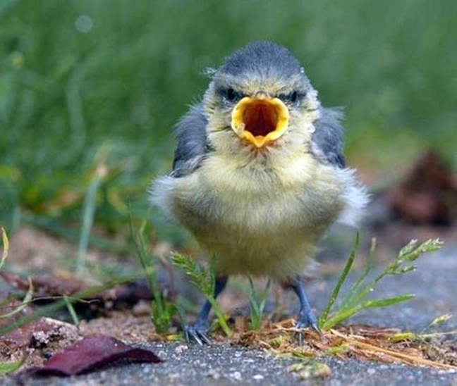 ΔΕΙΤΕ: Angry Birds στην κυριολεξία! - Φωτογραφία 4