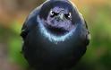 ΔΕΙΤΕ: Angry Birds στην κυριολεξία! - Φωτογραφία 1