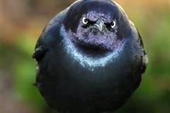 ΔΕΙΤΕ: Angry Birds στην κυριολεξία!