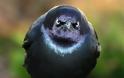ΔΕΙΤΕ: Angry Birds στην κυριολεξία! - Φωτογραφία 12