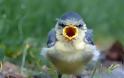 ΔΕΙΤΕ: Angry Birds στην κυριολεξία! - Φωτογραφία 4