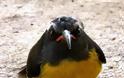ΔΕΙΤΕ: Angry Birds στην κυριολεξία! - Φωτογραφία 5