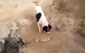 Σκύλος θάβει νεκρό κουτάβι - Δείτε το συγκινητικό βίντεο
