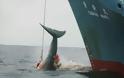 Στη Χάγη η διαμάχη Ιαπωνίας - Αυστραλίας για το κυνήγι της φάλαινας