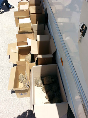 ΗΓΟΥΜΕΝΙΤΣΑ: Συνελήφθησαν αλλοδαποί για παράνομη μεταφορά 107 χελωνών και 2 γαιδουριών - Φωτογραφία 2