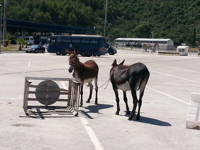 ΗΓΟΥΜΕΝΙΤΣΑ: Συνελήφθησαν αλλοδαποί για παράνομη μεταφορά 107 χελωνών και 2 γαιδουριών - Φωτογραφία 3