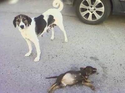 Aχαΐα: Φρίκη στις Αλυκές - Θανάτωσαν μαζικά αδέσποτα σκυλιά - Φωτογραφία 2