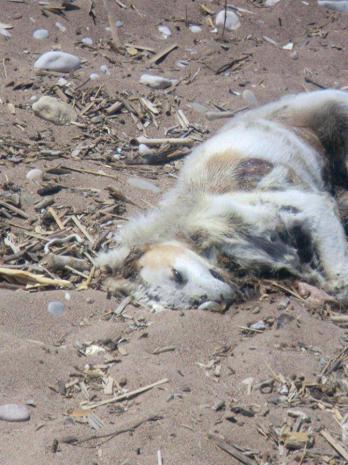 Aχαΐα: Φρίκη στις Αλυκές - Θανάτωσαν μαζικά αδέσποτα σκυλιά - Φωτογραφία 3