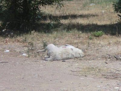 Aχαΐα: Φρίκη στις Αλυκές - Θανάτωσαν μαζικά αδέσποτα σκυλιά - Φωτογραφία 4