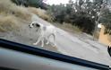 Aχαΐα: Φρίκη στις Αλυκές - Θανάτωσαν μαζικά αδέσποτα σκυλιά