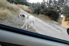 Aχαΐα: Φρίκη στις Αλυκές - Θανάτωσαν μαζικά αδέσποτα σκυλιά