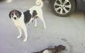Aχαΐα: Φρίκη στις Αλυκές - Θανάτωσαν μαζικά αδέσποτα σκυλιά - Φωτογραφία 2