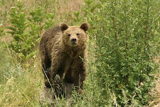 Η αρκούδα έκανε βόλτα… στην πόλη των Γρεβενών! [video] - Φωτογραφία 1