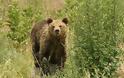 Η αρκούδα έκανε βόλτα… στην πόλη των Γρεβενών! [video]