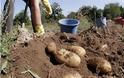Aγρίνιο: Οι κλέφτες μάζεψαν όλες τις πατάτες από χωράφι και... έγιναν καπνός!