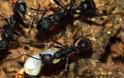 ΑΠΙΣΤΕΥΤΟ VIDEO: Δείτε το εσωτερικό μιας φωλιάς μυρμηγκιών