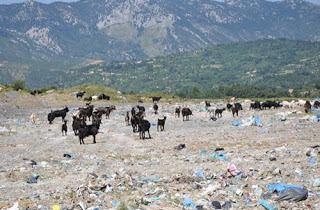 Κύμη: Κατσίκια βόσκουν στα σκουπίδια! - Φωτογραφία 1