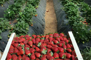 Ηλεία: Μονοψήφιος αριθμός αιτήσεων στον ΟΑΕΔ για μια θέση στην συγκομιδή φράουλας! - Φωτογραφία 1