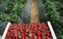 Ηλεία: Μονοψήφιος αριθμός αιτήσεων στον ΟΑΕΔ για μια θέση στην συγκομιδή φράουλας!