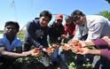 Ηλεία: Μηδαμινό ενδιαφέρον για εργασία στα φραουλοχώραφα της Μανωλάδας