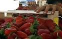 Aπίστευτο: Ούτε δέκα Ελληνες δεν πήγαν να μαζέψουν φράουλες στη Νέα Μανωλάδα