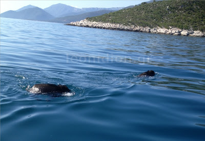 Παραλίγο να ψαρέψουν…αγριογούρουνα στο Αρκαδικό χωριό! - Φωτογραφία 4