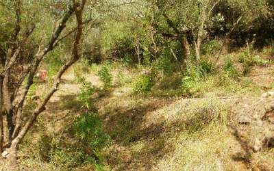 Μεσσηνία: Συνελήφθη 59χρονος για καλλιέργεια και κατοχή κάνναβης! - Φωτογραφία 2