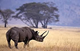 Ο μαύρος ρινόκερος της δυτικής Αφρικής εξαφανίστηκε - Φωτογραφία 1