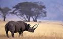 Ο μαύρος ρινόκερος της δυτικής Αφρικής εξαφανίστηκε