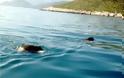 Αρκαδία: Αγριογούρουνα κολύμπησαν στη θάλασσα – Μυρίστηκαν ιχθυοτροφείο