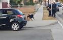 Αίσχος: Αστυνομικός στην Αμερική σκοτώνει σκυλί με πιστόλι [video]