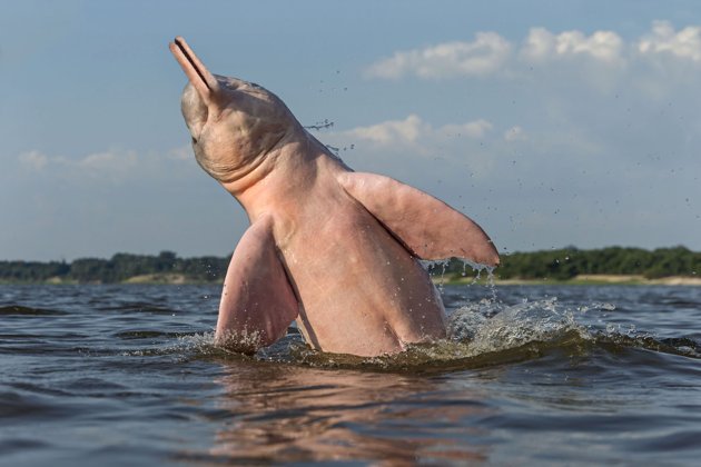 Σπάνιο ροζ δελφίνι... ποζάρει στο φακό! - Φωτογραφία 2