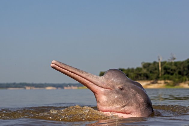 Σπάνιο ροζ δελφίνι... ποζάρει στο φακό! - Φωτογραφία 3