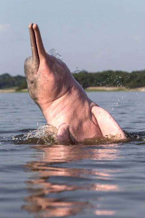 Σπάνιο ροζ δελφίνι... ποζάρει στο φακό! - Φωτογραφία 8