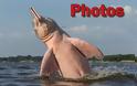 Σπάνιο ροζ δελφίνι... ποζάρει στο φακό! - Φωτογραφία 1