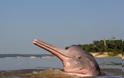 Σπάνιο ροζ δελφίνι... ποζάρει στο φακό! - Φωτογραφία 3