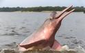 Σπάνιο ροζ δελφίνι... ποζάρει στο φακό! - Φωτογραφία 5
