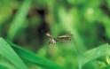 Θεσσαλονίκη: Ξεκίνησαν οι ψεκασμοί για την καταπολέμηση των κουνουπιών
