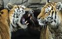 Ιταλία: Τίγρεις κατασπάραξαν 72χρονο επιστάτη ζωολογικού κήπου