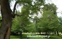 Το πάρκο του Άι Γιώργη στα Τρίκαλα [video] - Φωτογραφία 2