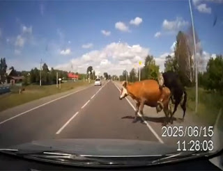 Αυτοκίνητο συγκρούστηκε με ταύρο & αγελάδα που πετάχτηκαν… ερωτοτροπώντας [Video] - Φωτογραφία 1
