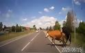 Αυτοκίνητο συγκρούστηκε με ταύρο & αγελάδα που πετάχτηκαν… ερωτοτροπώντας [Video]