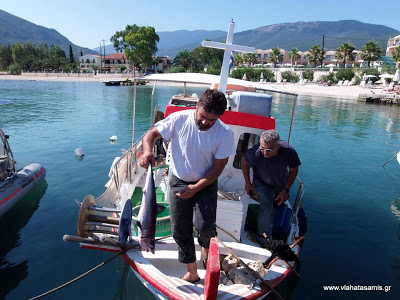 Έπιασαν λευκό καρχαρία στην Κεφαλονιά - Φωτογραφία 2