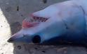 Έπιασαν λευκό καρχαρία στην Κεφαλονιά