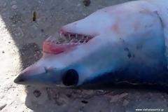 Έπιασαν λευκό καρχαρία στην Κεφαλονιά