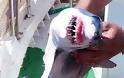 Ψαράς από την Κεφαλλονιά έπιασε μικρό λευκό καρχαρία