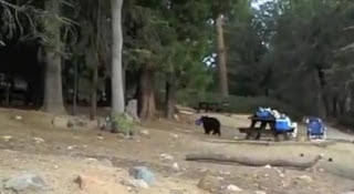 Αρκούδα έκλεψε iPad (video) - Φωτογραφία 1