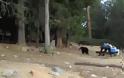 Αρκούδα έκλεψε iPad (video)
